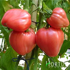 БЫЧЬЕ СЕРДЦЕ / BULLISH HEARTH - семена томата (помидора), Hortus