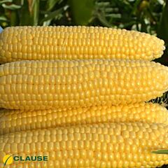 ТУРБІН F1 / TURBIN F1 - насіння цукрової кукурудзи, Clause