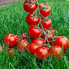 ЧЕРЕЗА F1 / CHEREZA F1 - семена томата (помидора), Clause