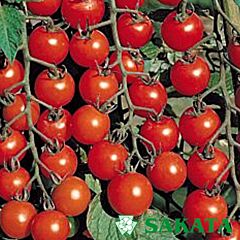 ЧЕРРИ БЛОССОМ F1 / CHERRI BLOSSOM F1 - семена томата (помидора), Sakata