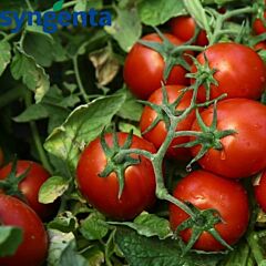 УМЕКС F1 / UMEX F1 - насіння детермінантного томату, Syngenta