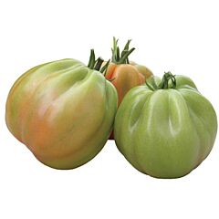 ЧІЧЕРОНЕ F1 / CHICHERONE F1 - насіння томата (помідора), Sais