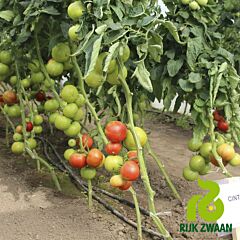 ЧІНТО F1 / CINTO F1 - насіння томата (помідор), Rijk Zwaan