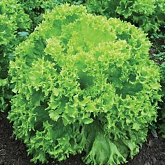КРІСТАБЕЛЬ / CRISTABEL - насіння салату лолло біонда, Enza Zaden