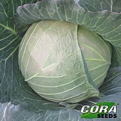 ЦРХ 16102 F1 / CRX 16102 F1 - насіння білоголової капусти, Cora Seeds