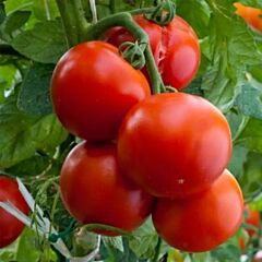 ЦРХ 78713 F1 / CRX 78713 F1 - семена томата (помидора), Cora Seeds