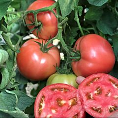 ЦРХ 78951 F1 / CRX 78951 F1 - семена томата (помидора), Cora Seeds