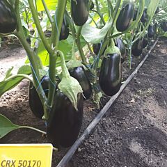 ЦИКЛОП (ЦРХ 50170) F1 / CYCLOPS (CRX 50170) F1 - семена баклажана, Cora Seeds