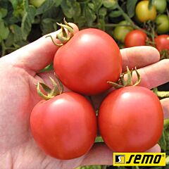 ДАРИНКА F1 / DARINKA F1 - семена томата (помидора), Semo