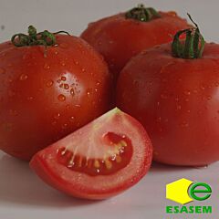 ДАЙСОН F1 / DAYSON F1 - насіння томата (помідор), Esasem