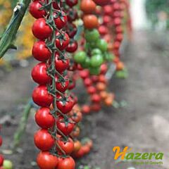 ДЕЛИЧЧИО F1 / DELICHCHIO F1 - семена томата (помидора), Hazera