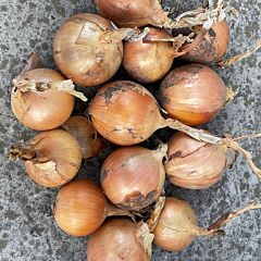 ДЕНДИ F1 / DENDI F1 - семена лука, Spark Seeds