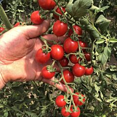 ДЕНВЕР F1 / DENVER F1 - семена томата (помидора), Spark Seeds