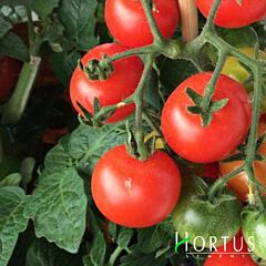 ДЕВІС 82 / DEVIS 82 - насіння томата (помідора), Hortus