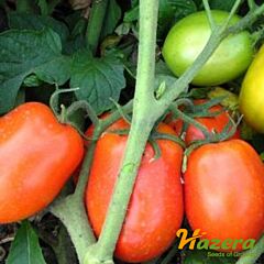 ДИАДЕМА F1 / DIADEMA F1 - семена томата (помидора), Hazera