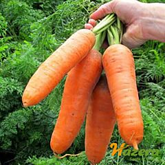 ДИАМЕНТО F1 (ВАК-75) / DIAMENTO F1 (VAK-75) - семена моркови, Hazera