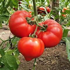 ДОМИНЕТ F1 / DOMINET F1 - семена томата (помидора), Syngenta