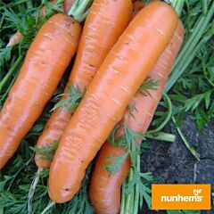 ДОРДОНЬ F1 / DORDON F1 - насіння моркви, Nunhems