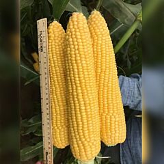 ДРАЙВЕР Р F1 / DRAIVER R F1 - семена сахарной кукурузы, Clause