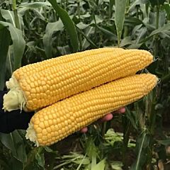 ДРАЙВЕР Р F1 / DRAIVER R F1 - семена сахарной кукурузы, Clause