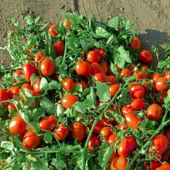 ДІНО F1 / DYNO F1 - насіння детермінантного томату, Clause