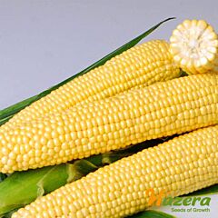 ДЖИА F1 (SH2) / DZHIA F1 (SH2) - насіння цукрової кукурудзи, Hazera
