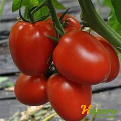 ЭДИМАР F1 / EDIMAR F1 - семена томата (помидора), Hazera