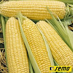 ЕЛЕН F1 / ELEN F1 - насіння цукрової кукурудзи, Semo