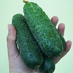 ЕЛИТОР F1 / ELITOR F1 - семена огурца, Nunhems