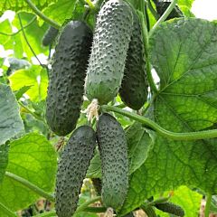 ЕЛИТОР F1 / ELITOR F1 - семена огурца, Nunhems