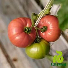 ЕСМІРА F1 / ESMIRA F1 - насіння томата (помідор), Rijk Zwaan