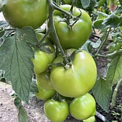 Ф155 F1 / F155 F1 - семена томата (помидора), Spark Seeds