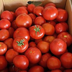 Ф155 F1 / F155 F1 - семена томата (помидора), Spark Seeds