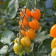 МОДА F1 / FASHION F1 - насіння томату черрі, Yuksel Tohum