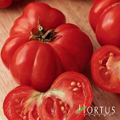 ФИОРЕНТИНСКИЙ / FIORENTINSKII - семена томата (помидора), Hortus