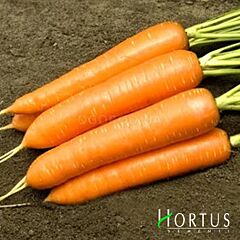 ФЛАККО / FLAKKO - насіння моркви, Hortus