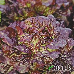 ЧОТИРИ СЕЗОНИ / FOUR SEASONS - насіння салату, Hortus