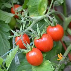 ФРЕНЗІ F1 / FRENZI F1 - насіння томата (помідора), Lark Seeds