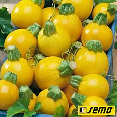 ГОЛД БОЛЛ F1 / GOLD BALL F1 - семена кабачка, Semo