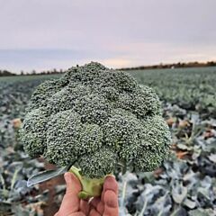 ГОНГГА F1 / GONGGA F1 - семена капусты броколли, Syngenta