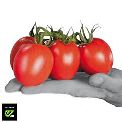 ГРАНАДЕРО F1 / GRANADERO F1 - семена индетерминантного томата, Enza Zaden