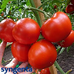 ГРАВІТЕТ F1 / GRAVITET F1 - насіння томату напівдетермінантного, Syngenta