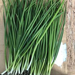 ГРИНПИК F1 / GREENPIK F1 - семена лука, Spark Seeds