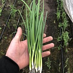 ГРИНПИК F1 / GREENPIK F1 - семена лука, Spark Seeds