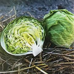 ГРІН МУН (АЙС 18140) / GRIN MUN (ICE 18140) - насіння салату, Hazera