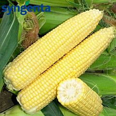МОРЕЛЕНД (GSS 1453) F1 / MORELAND (GSS 1453) F1 - насіння цукрової кукурудзи, Syngenta