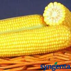ГСС 3071 F1 / GSS 3071 F1 - насіння цукрової кукурудзи, Syngenta