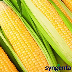 ХАЙГЛОУ F1 / HIGHLO F1 - семена сахарной кукурузы, Syngenta