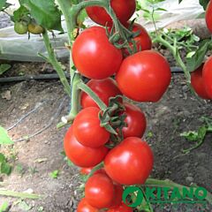 ХІТОМАКС F1 / HITOMAKS F1 - насіння томата (помідора), Kitano Seeds