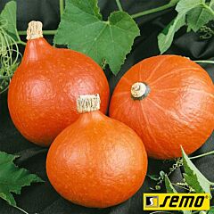 ХАКАЙДО ОРАНЖЕВЫЙ / HOKKAIDO ORANGE - семена тыквы, Semo